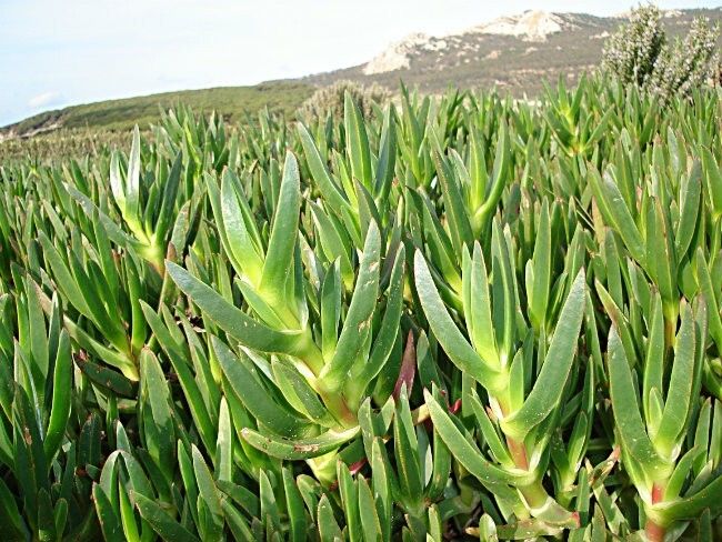 Medio Ambiente elimina poblaciones de especies exóticas en varios enclaves naturales de la provincia
