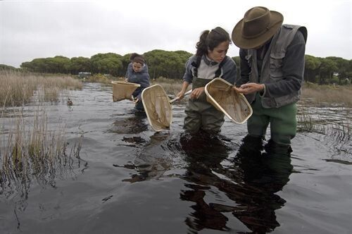 Las especies exóticas y los cetáceos fósiles centran las becas de la Estación Biológica y Doñana 21