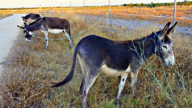 Los burros 'bomberos' de Hinojos protegen el entorno de Doñana