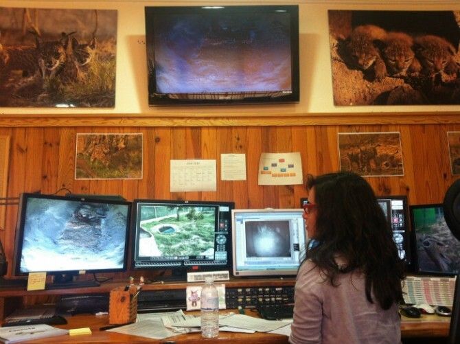 Nacen cuatro nuevos cachorros de lince en El Acebuche