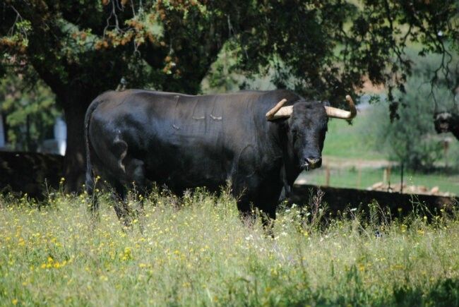 José Luis Pereda regresa a Arles con una corrida 'de la máxima categoría'