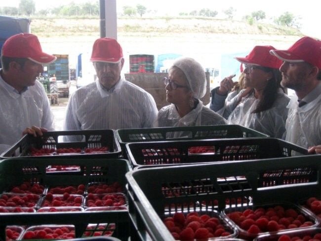 La Junta propone la creación de una Mesa de Trabajo para afrontar los retos del sector fresero onubense