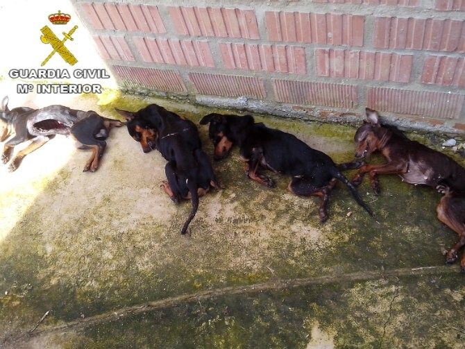 Imputan a dos personas por dejar a seis perros morir de hambre en una residencia canina