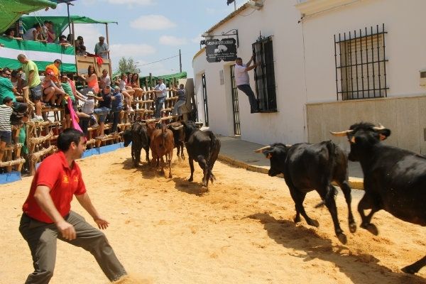 La ganadería de Marcelino Acosta regresa a las capeas de San Juan del Puerto