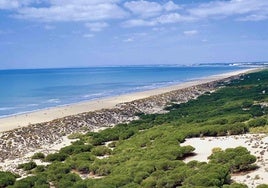 La playa secreta de Huelva que se encuentra dentro de un paraíso natural: está rodeada de pinos y tiene aguas cristalinas