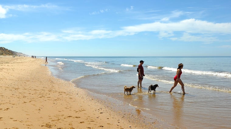 Gente bañándose en las playas de Huelva junto a sus mascotas