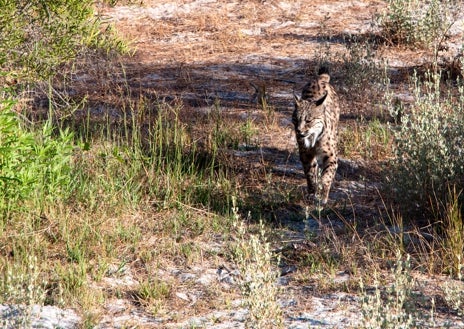 Imagen secundaria 1 - Lince Ibérico en Doñana