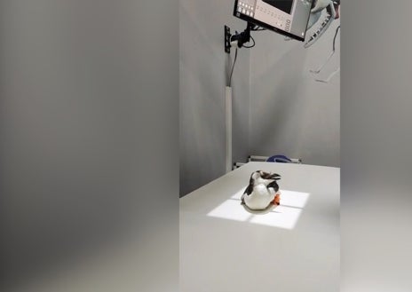 Imagen secundaria 1 - Diferentes imágenes del pingüino europeo encontrado en la playa de Mazagón con un elevado grado de desnutrición, ya en un centro veterinario.