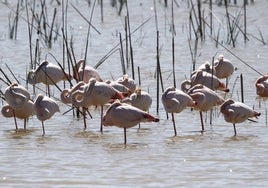 SEO/BirdLife entregará en el Parlamento  Andaluz más de 145.000 firmas en defensa de Doñana