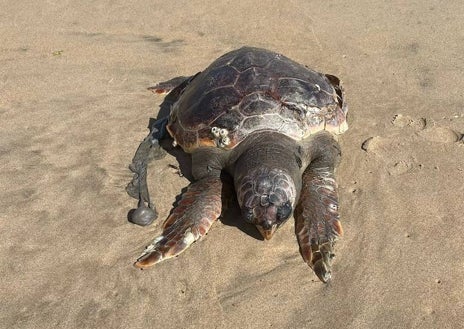 Imagen secundaria 1 - Dos imágenes de la tortuga encontrada muerta en la playa de los Enebrales