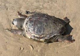 Aparece una tortuga muerta en una playa de Huelva