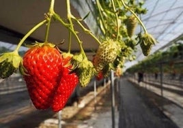 El Consejo de Europa denuncia las condiciones laborales de los migrantes en los campos de fresa de Huelva