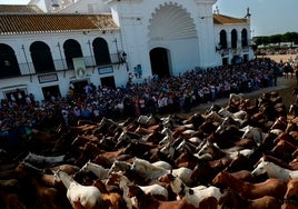Guía de la Saca de las Yeguas 2023: todo lo que debes saber de esta centenaria tradición almonteña