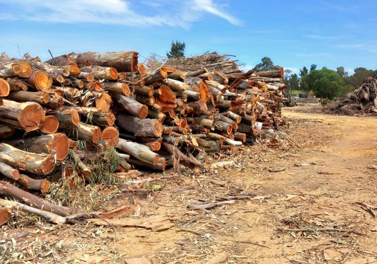 Árboles talados en Isla Canela, en Ayamonte