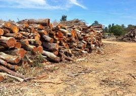 Denuncian la tala masiva de árboles en Isla Canela