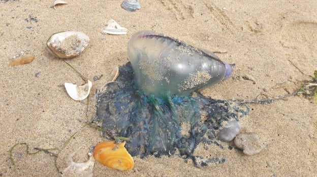 Especie de medusa conocida como carabela portuguesa, altamente venenosa