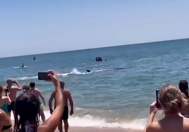 ¿Qué ha pasado con el animal que los bañistas confundieron con una orca en La Antilla?