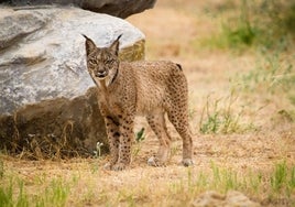 Ecologistas reclama a la Junta radares para frenar los atropellos de linces tras morir dos en Almonte