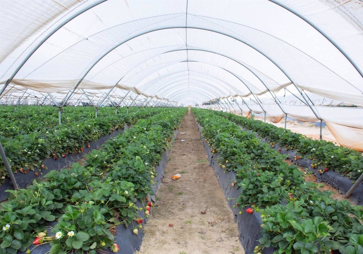 Invernadero de fresas en el entorno de Doñana