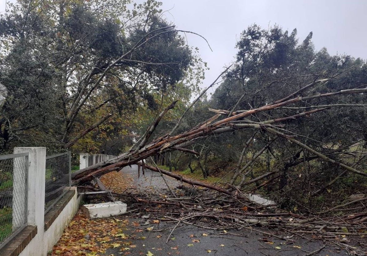 Arbol caído en la carretera de acceso al polígono El Tejarejo en Zalamea la Real. (Foto de archivo).