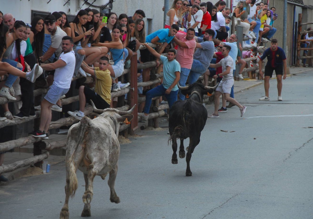 Arrancan las tradicionales capeas en Niebla