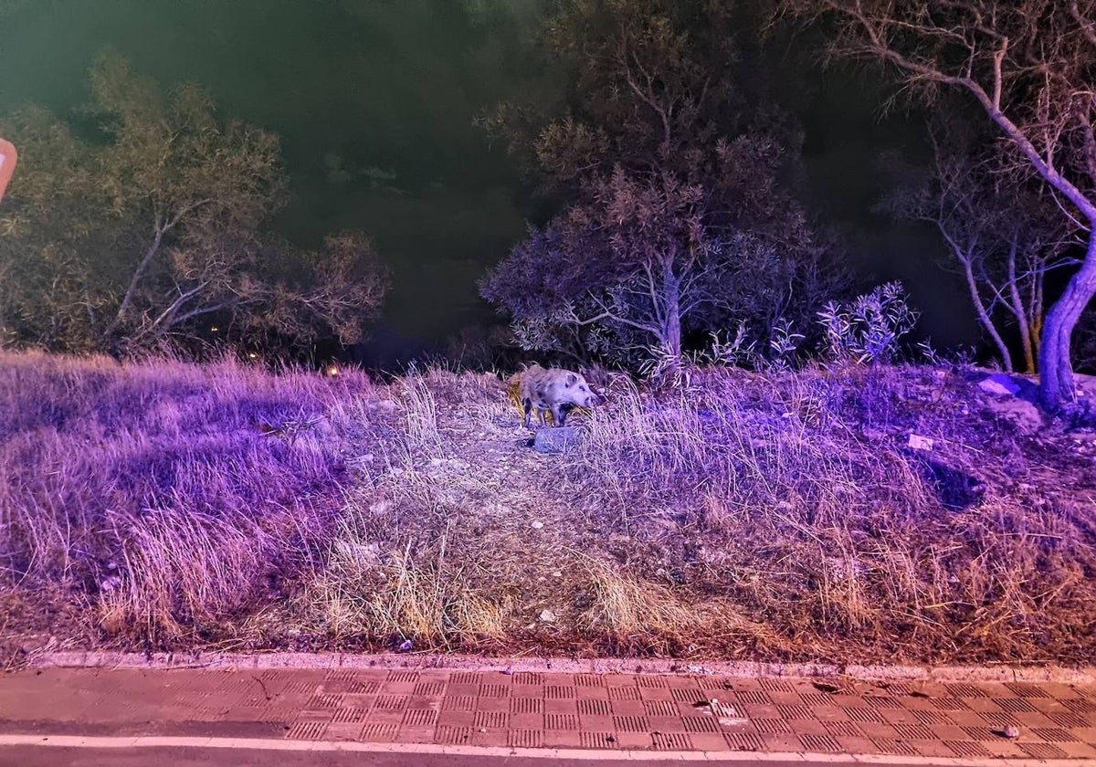 Un jabalí rondando una calle de Matalascañas