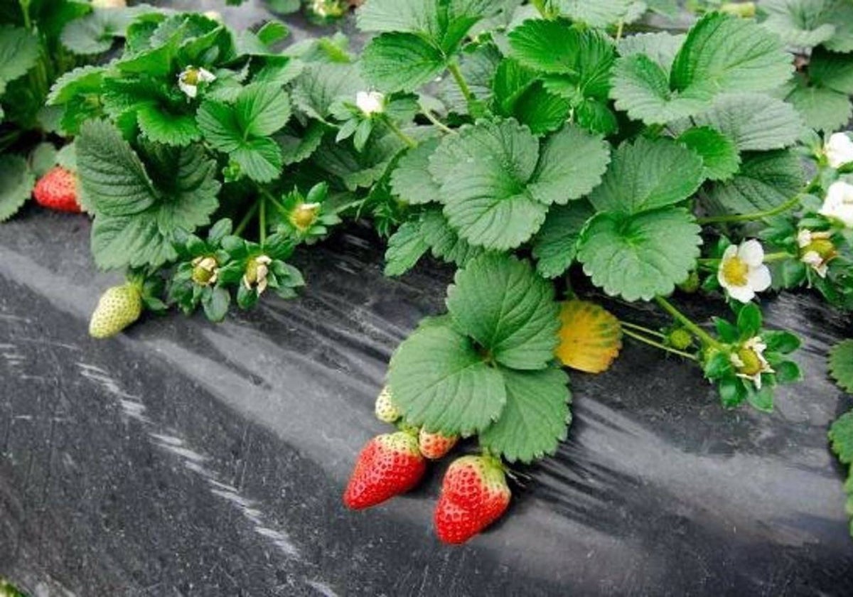 Una plantación de fresas