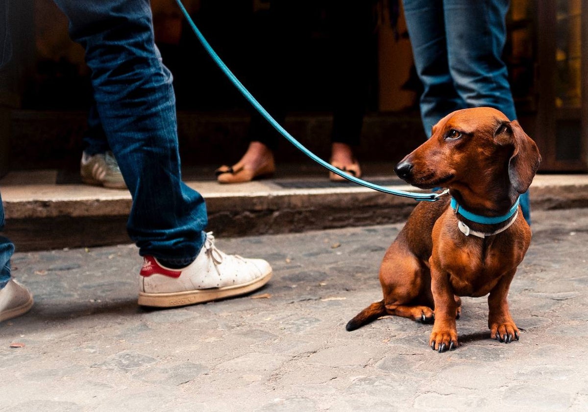 Almonte va a vigilar que las mascotas no depositen sus excrementos en lugares públicos