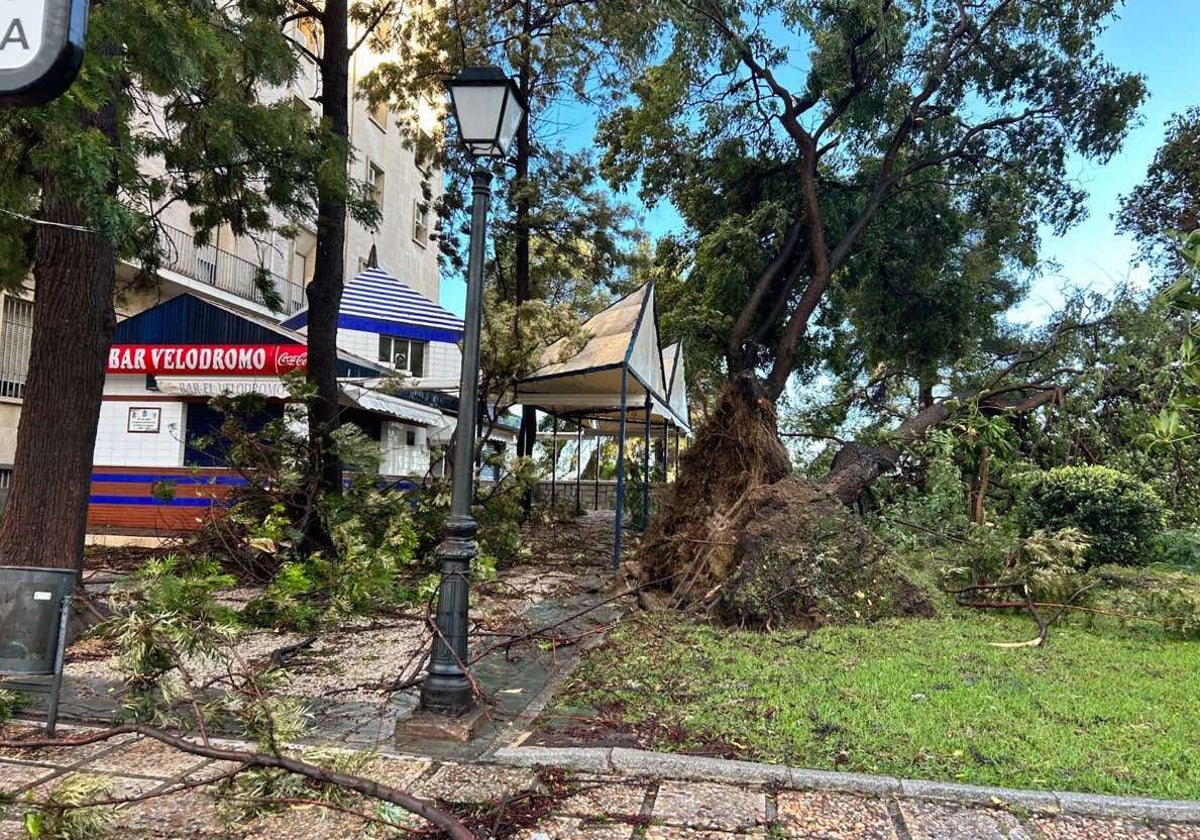 La céntrica plaza del Velódromo, con algunos de sus árboles derribados