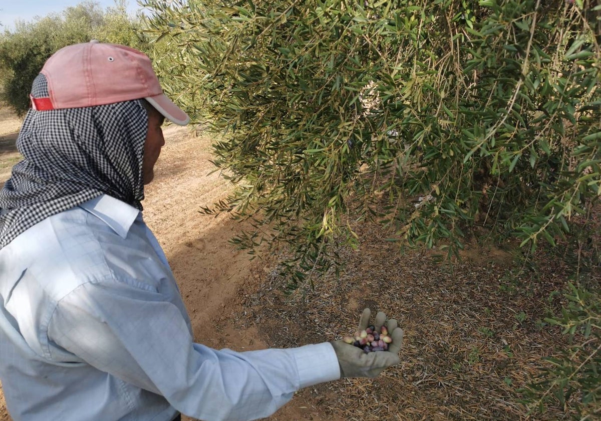 Un agricultor de Chucena valora el destrozo en sus olivos, saqueados por los ladrones