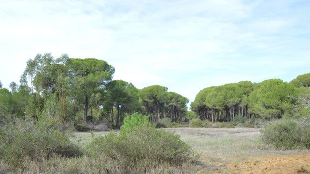 Terrenos públicos en Almonte