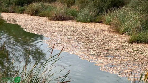 Peces muertos en el estero