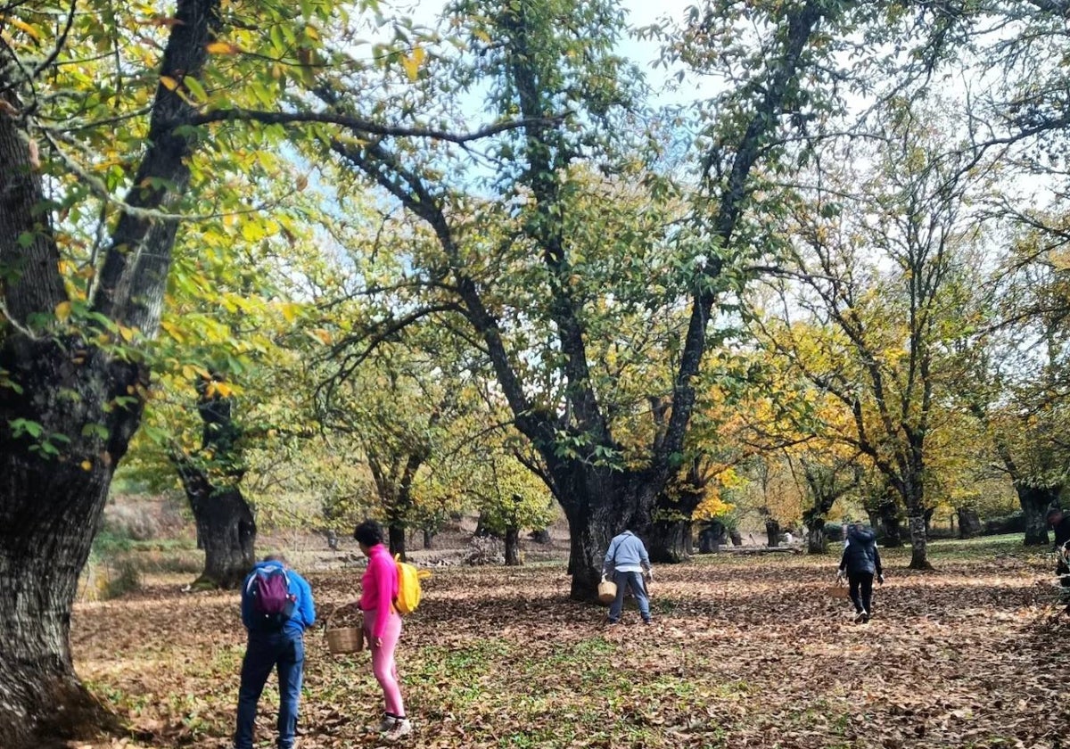 Recogida de castañas en una finca de Fuenteheridos