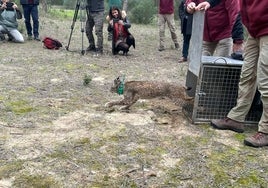 Los linces ibéricos 'Flecha' y 'Tirene' vuelven a recorrer libremente Doñana