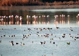 El Gobierno encomienda a SEO/BirdLife la custodia de una de las cuencas de Doñana con mayor biodiversidad
