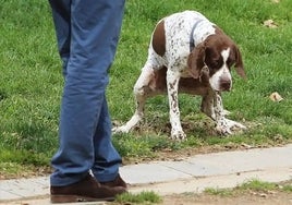 Un registro de ADN permitirá identificar a los propietarios de los perros que depositen sus cacas en la calle en Almonte