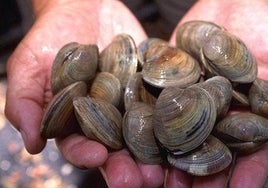 Prohibida la captura de chirlas en toda la costa del Huelva y el resto del Golfo de Cádiz