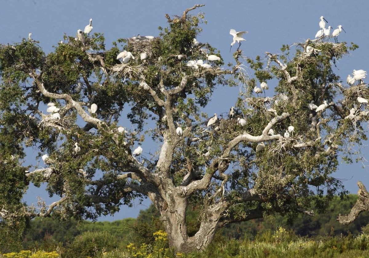 Aves en el espacio protegido de Doñana