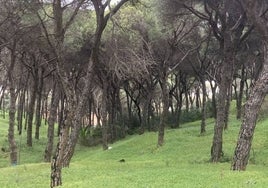 El tiempo en Huelva: Subida de temperaturas y adiós a un curioso invierno