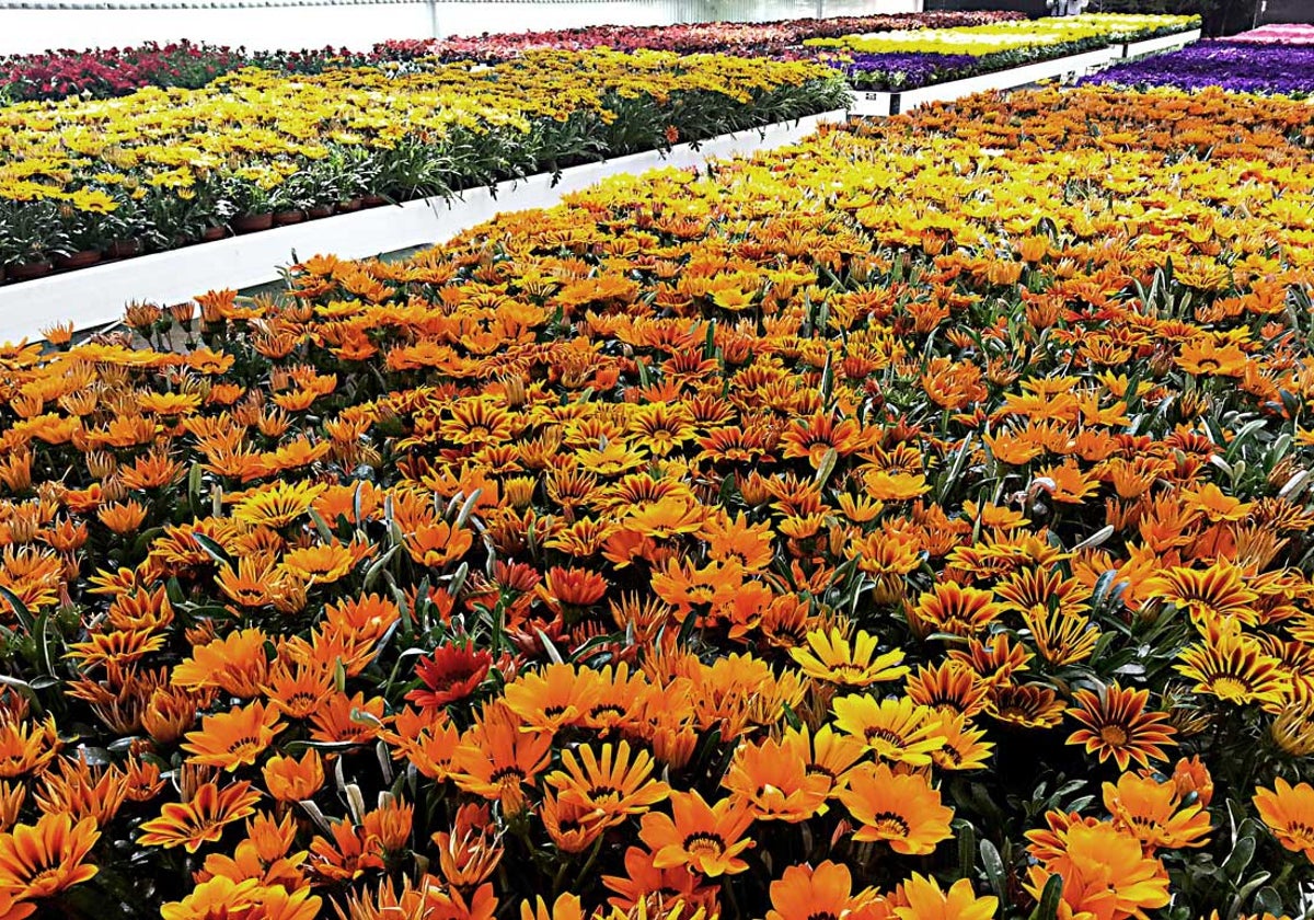 Flores cultivadas en el vivero provincial