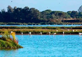 Prudencia en Doñana con las últimas lluvias: es «pronto» para valorar sus efectos