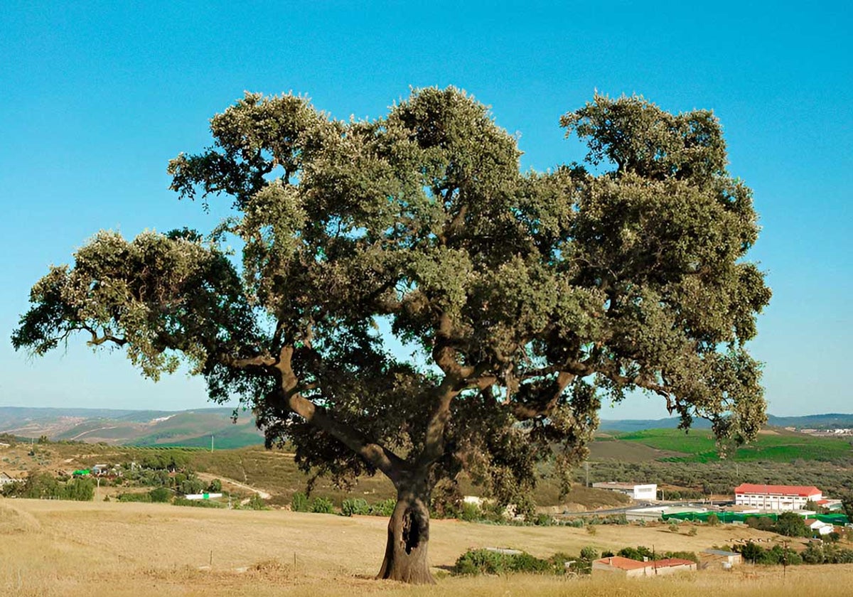 La Encina de la Loca