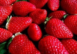 ¿Por qué se cultivan en Huelva las mejores fresas de España?