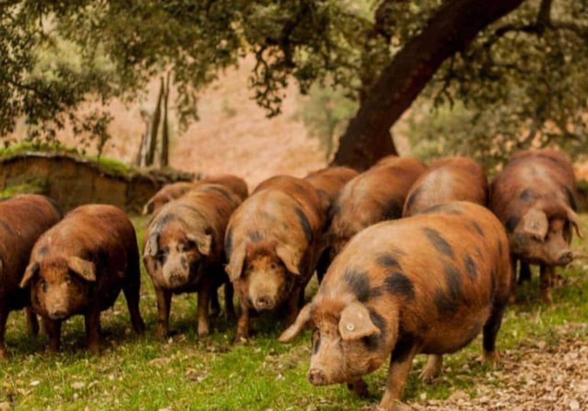 Ejemplares del cerdo ibérico puro de bellota conocido como manchado.