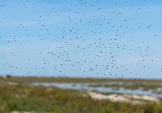 Mosquitos en Doñana