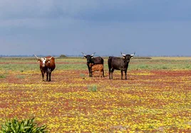 La margarita africana, una nueva amenaza para Doñana