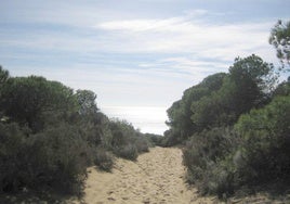 El sendero que conduce a una de las playas más paradisíacas de Huelva