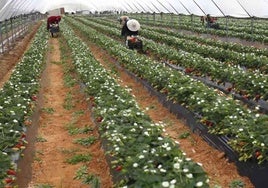 El sector de los frutos rojos hace balance: fresa de mucha calidad aunque menor producción