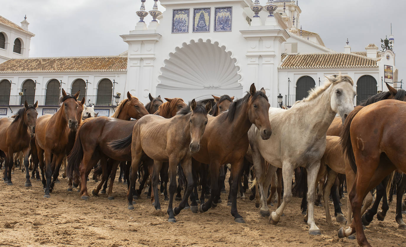 La Saca de las Yeguas 2024, en imágenes