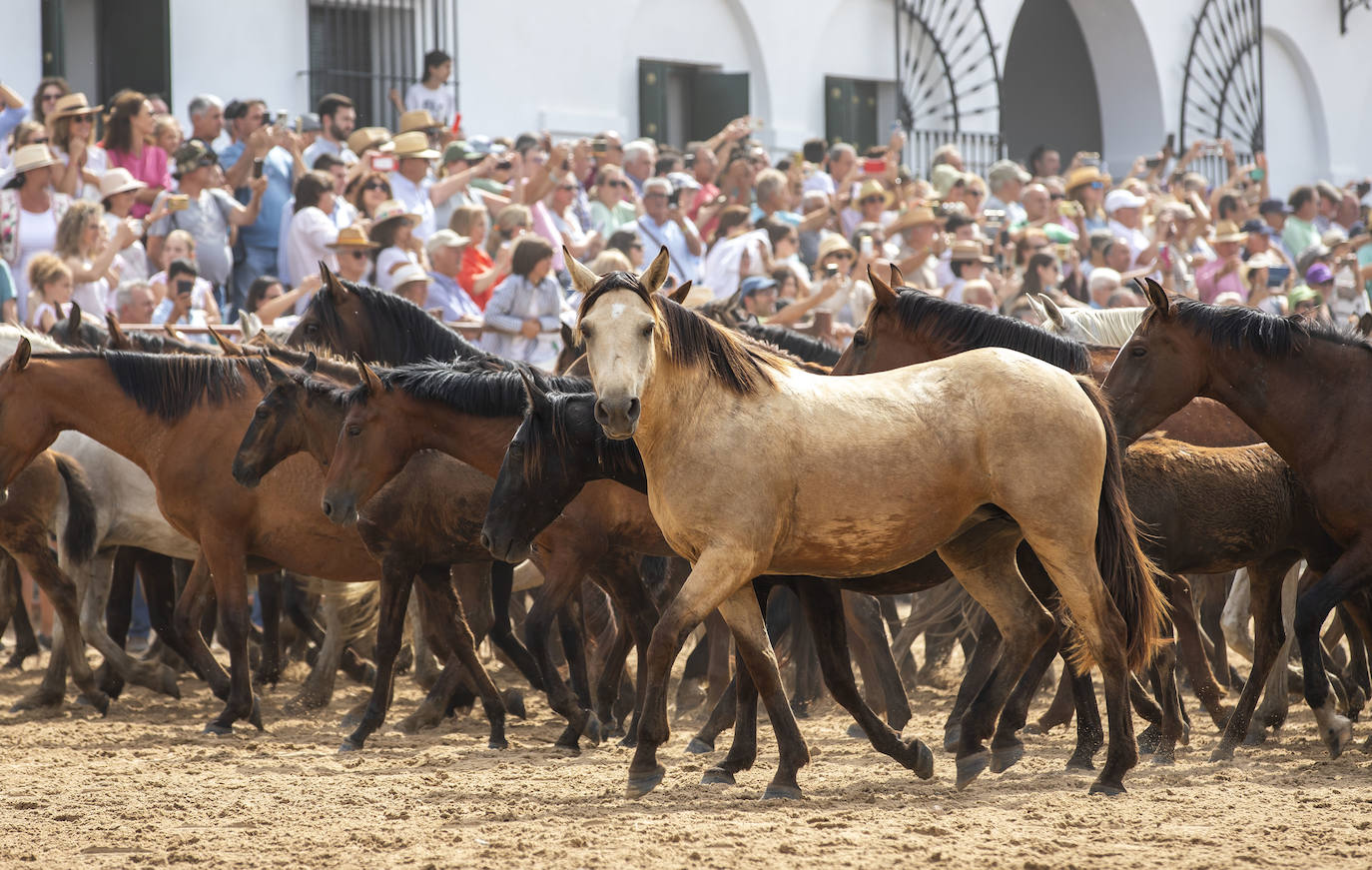 La Saca de las Yeguas 2024, en imágenes